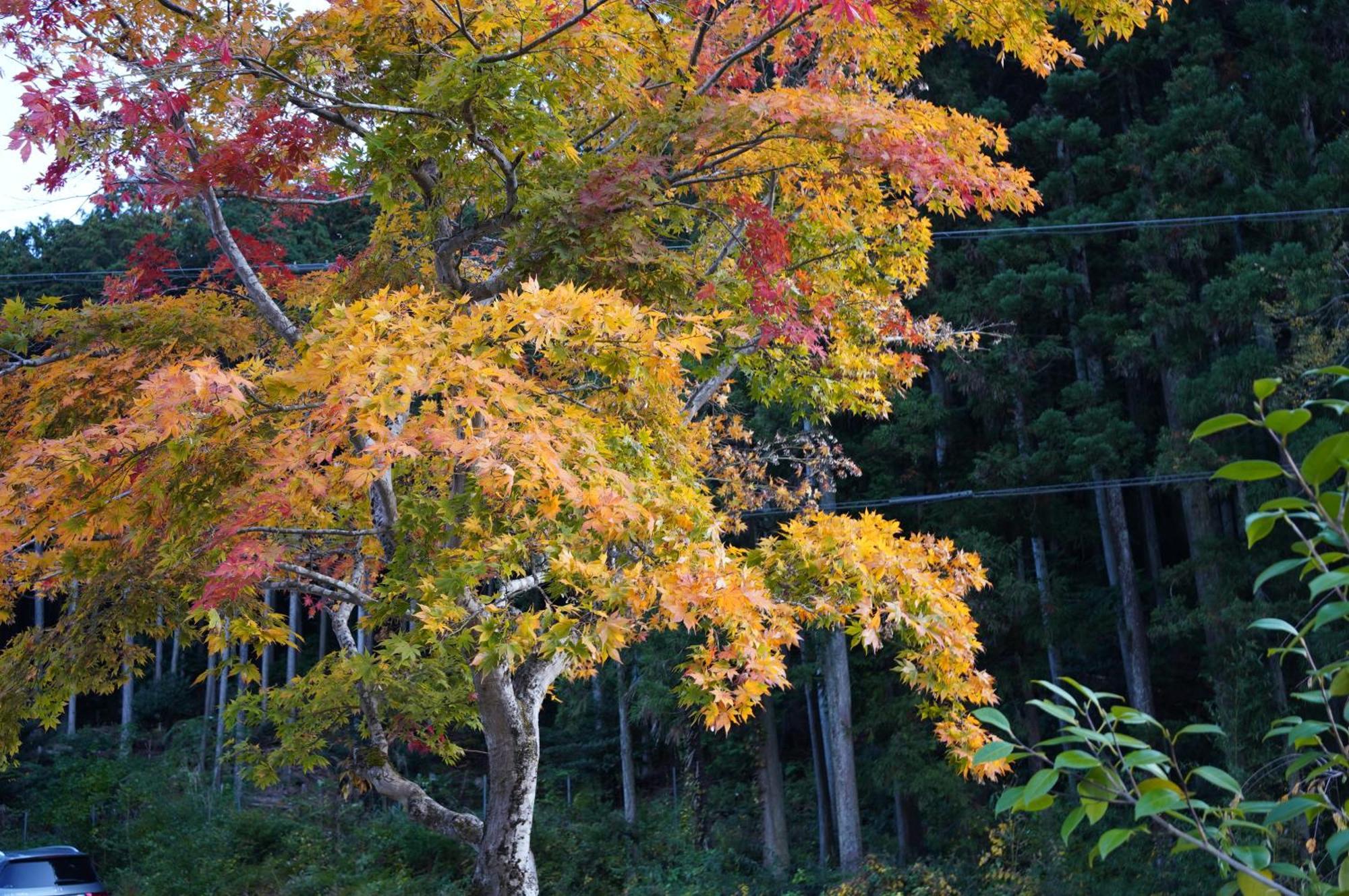 Satoyama Hotel Kanenone Tamba Maibara Dış mekan fotoğraf