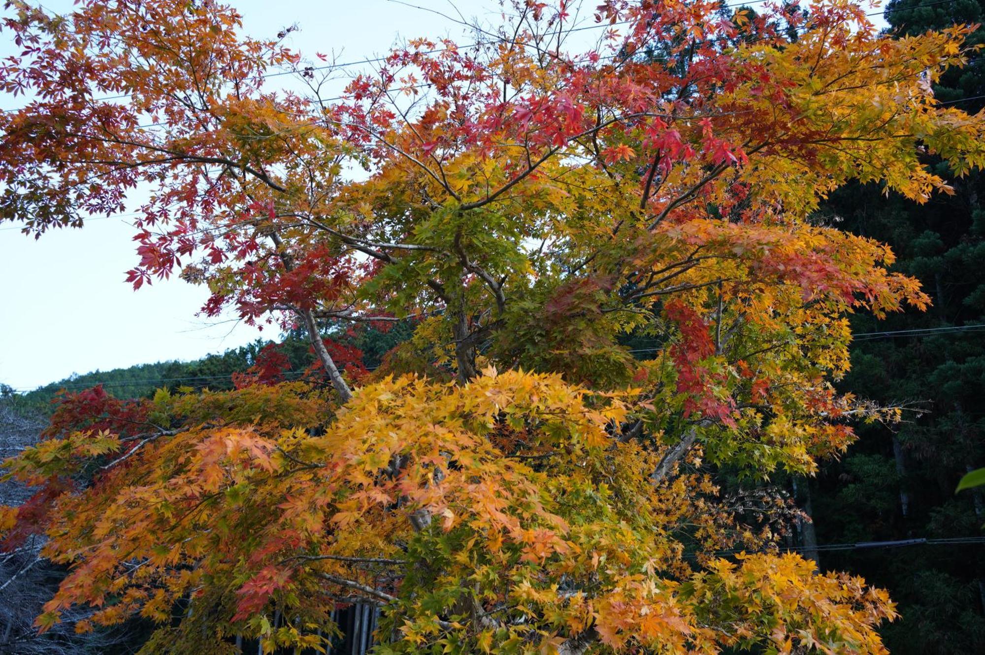 Satoyama Hotel Kanenone Tamba Maibara Dış mekan fotoğraf